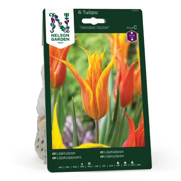 Lilien-Tulpe 'Vendee Globe'