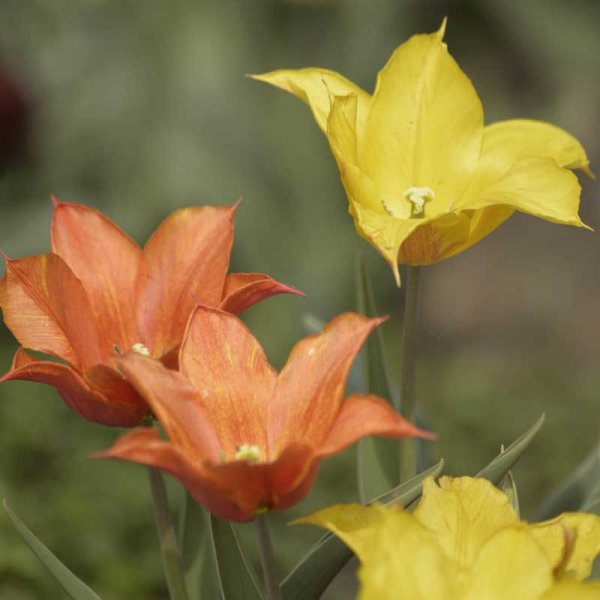 Lilien-Tulpe 'Vendee Globe'