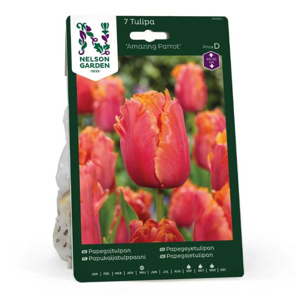 Papageientulpe 'Amazing Parrot'