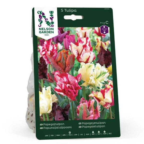 Papageientulpe bunte Farben