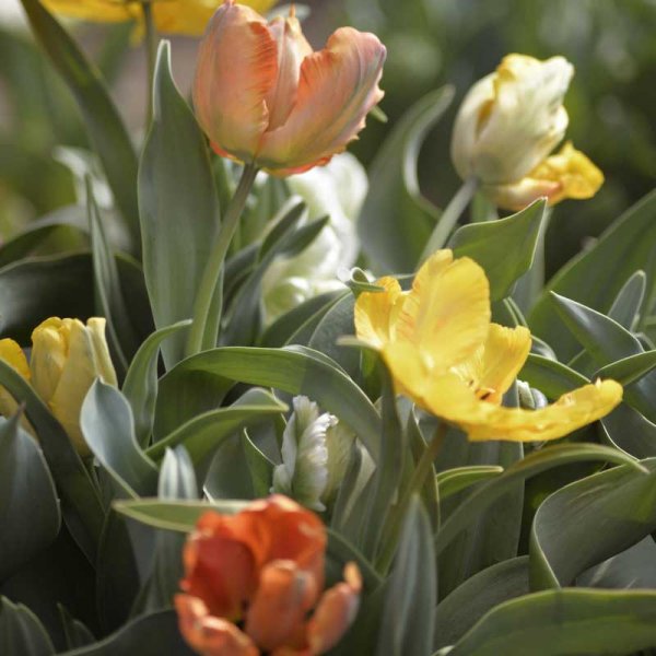 Papageientulpe bunte Farben