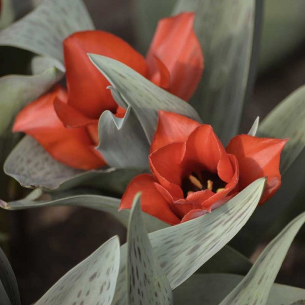 Papageientulpe 'Casa Grande'