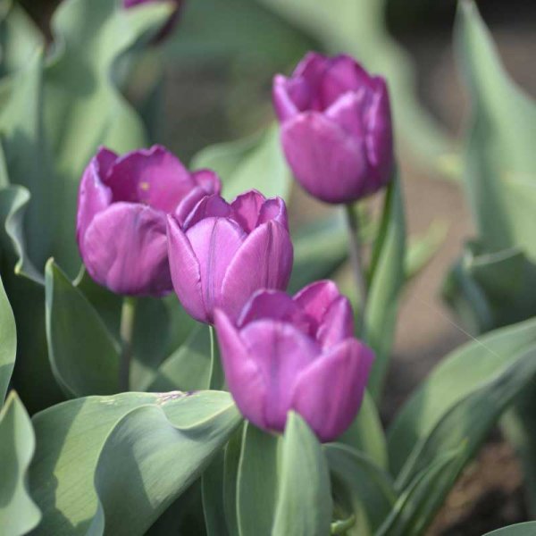 Tulpe 'Purple Prince'