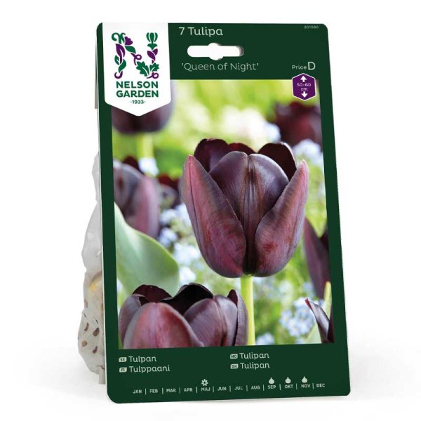 Tulpe 'Queen of Night'