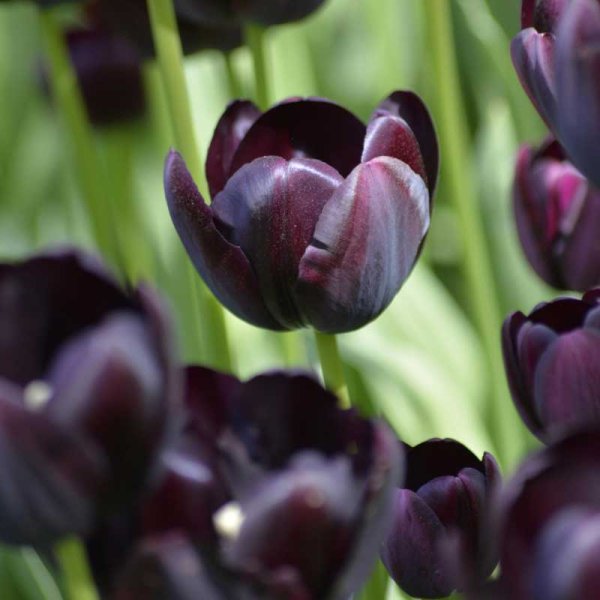 Tulpe 'Queen of Night'