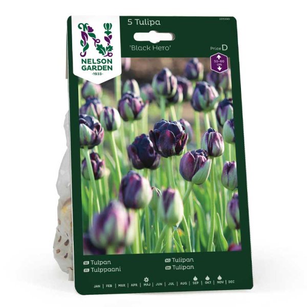 Tulpe 'Black Hero'