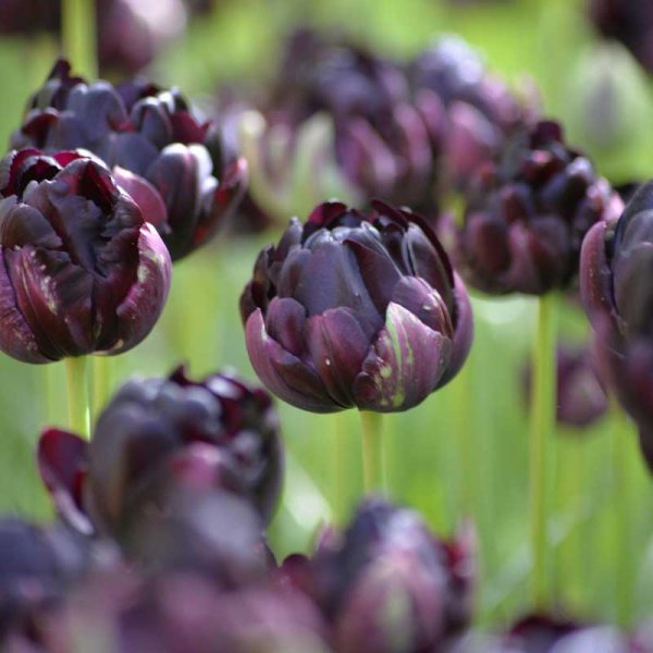 Tulpe 'Black Hero'
