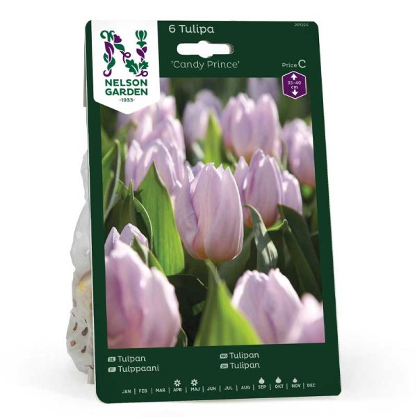 Tulpe 'Candy Prince'