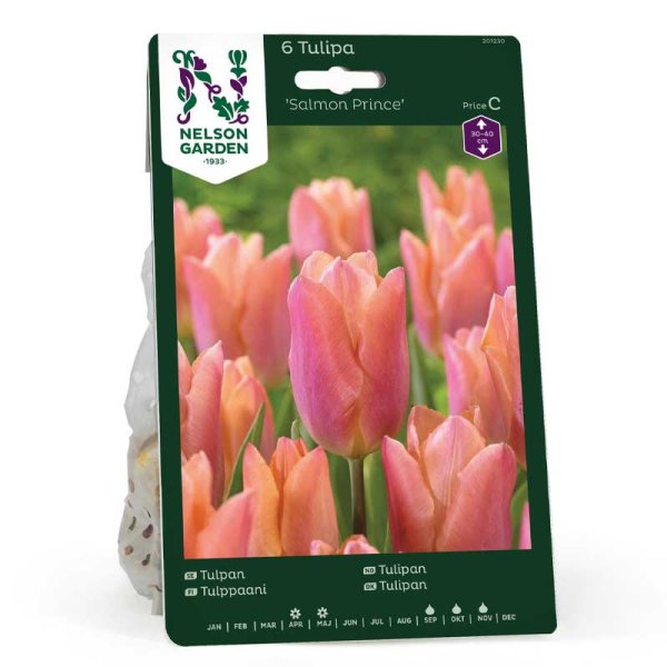 Tulpe 'Salmon Prince'