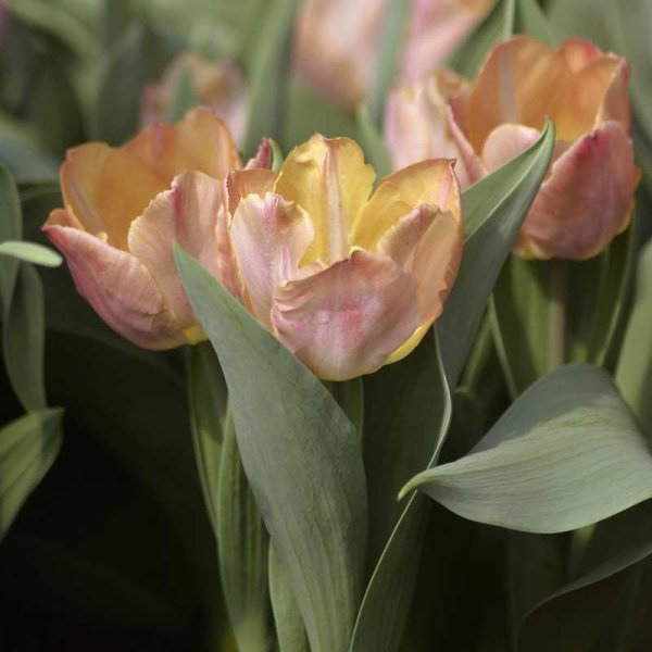 Tulpe 'Salmon Prince'