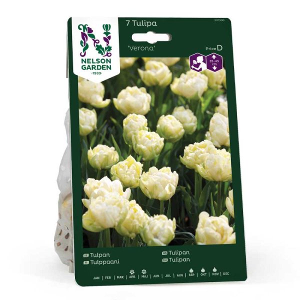 Tulpe 'Verona'