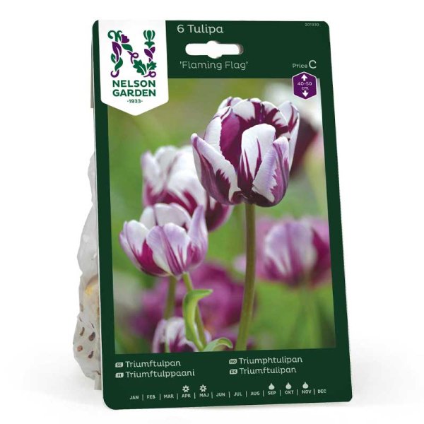 Triumph-Tulpe 'Flaming Flag'