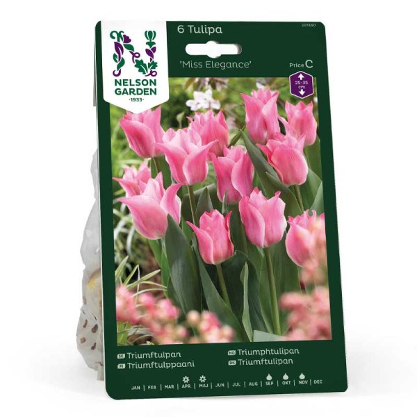 Triumph-Tulpe 'Miss Elegance'