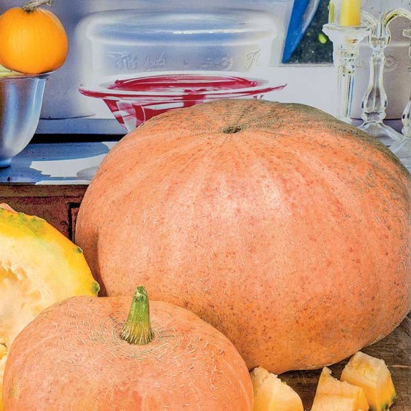 Riesenkürbis 'Gele Reuzen'