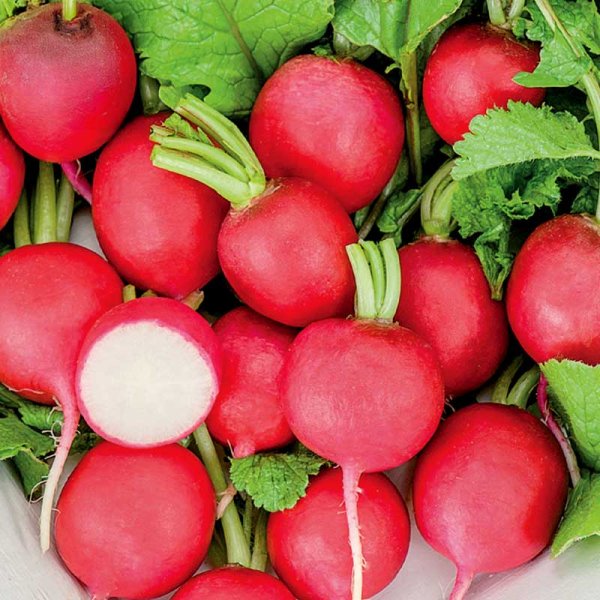 Radieschen 'Saxa 2' Såband