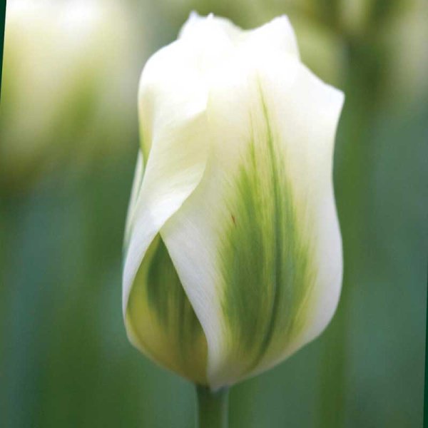 Viridiflora-Tulpe 'Spring Green'