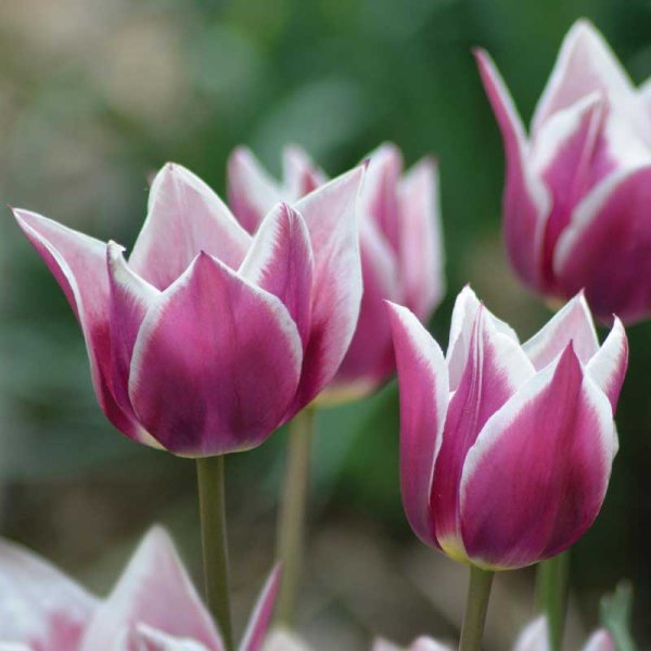 Lilienblütige Tulpe 'Claudia'