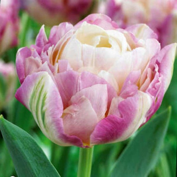 Tulpe 'Sweet Desire'