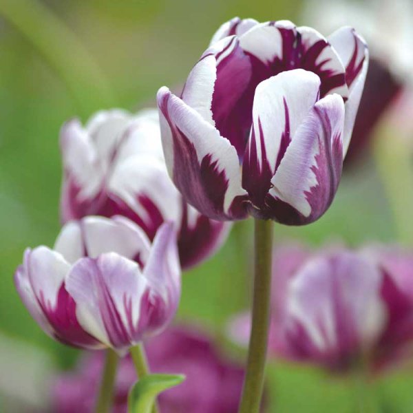 Triumph-Tulpe 'Flaming Flag'