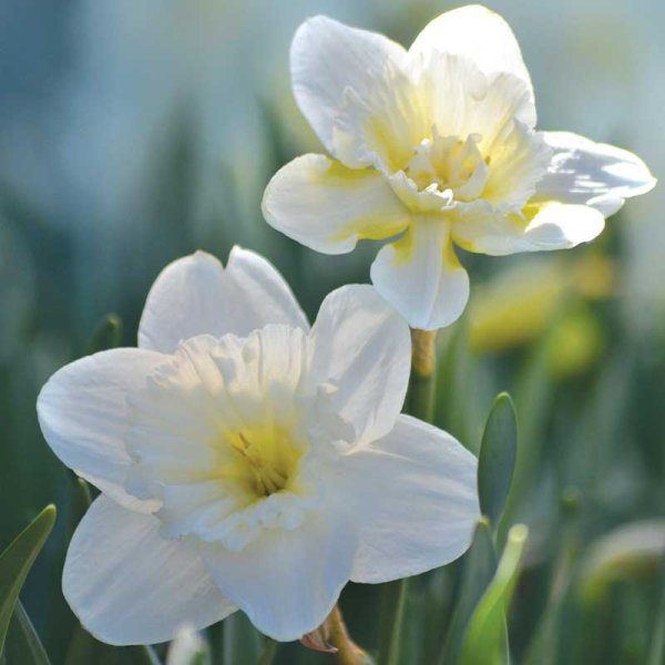 Osterglocke 'Mount Hood'