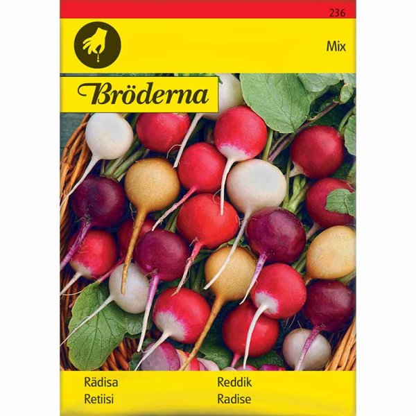 Radieschen Gemischte Farben