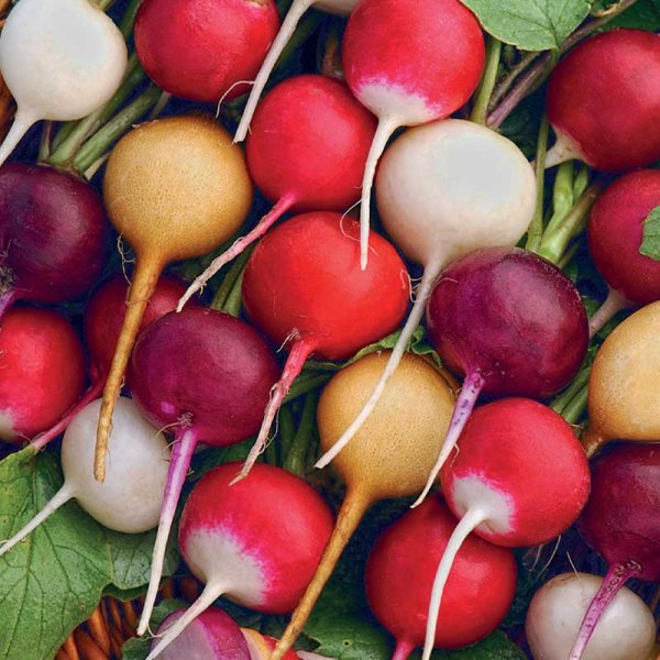 Radieschen Gemischte Farben