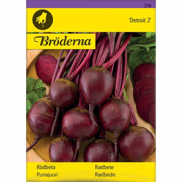 Rote Bete 'Detroit 2'