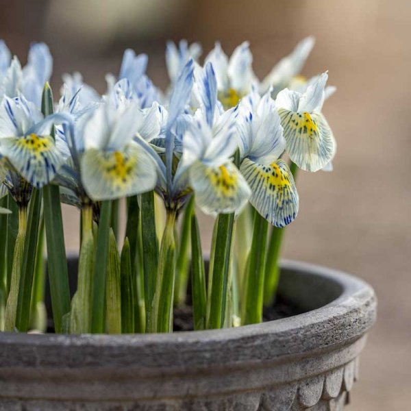 Frühlingsiris 'Katharine Hodgkin'