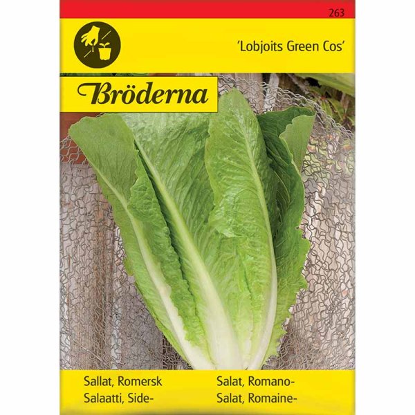 Römersalat 'Lobjoits Green Cos'