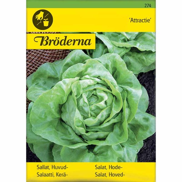 Kopfsalat 'Attractie'