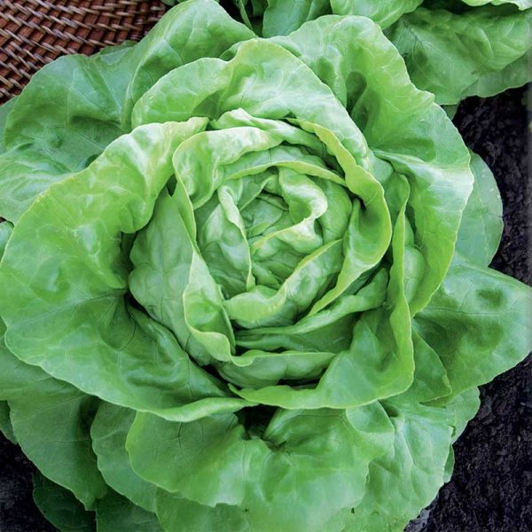 Kopfsalat 'Attractie'