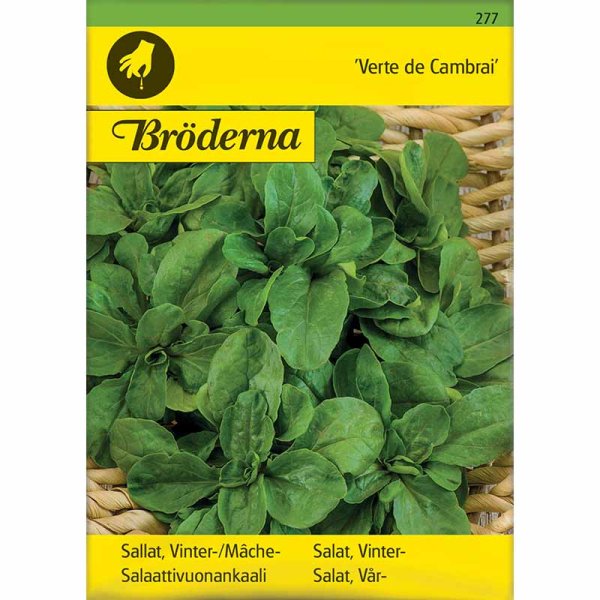Feldsalat 'Vert de Cambrai'