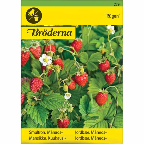 Monatserdbeere 'Rügen'