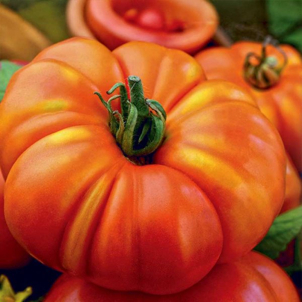 Fleischtomate 'Marmande VR'