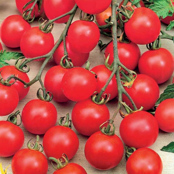 Cherrytomate 'Tiny Tim'