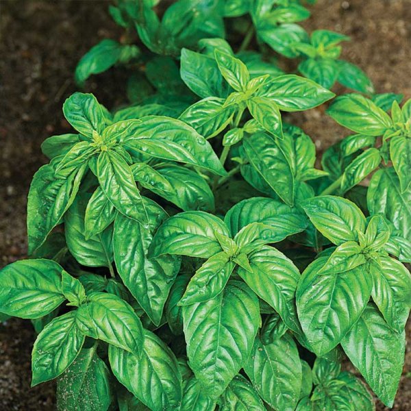 Basilikum 'Ordinary'