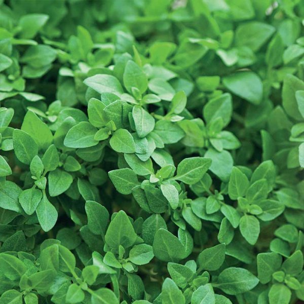 Basilikum 'Balkon star'