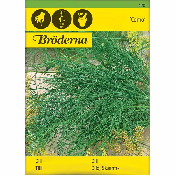 Dill 'Como'
