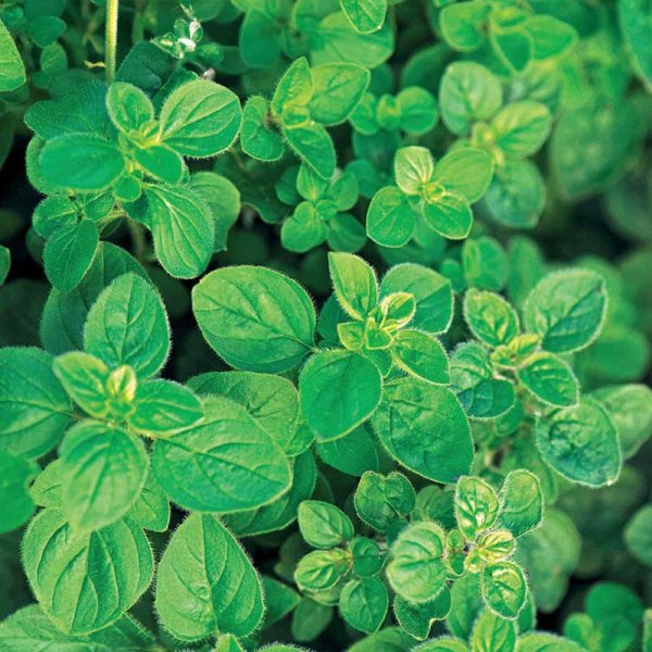 Griechischer Oregano