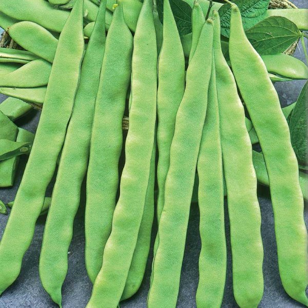 Schnittbohne 'Admires'