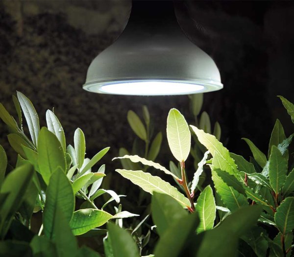 LED-Pflanzenlampe E27
