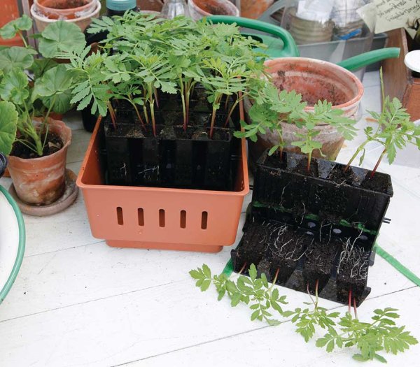 Zimmergewächshaus Rootmaster Braun