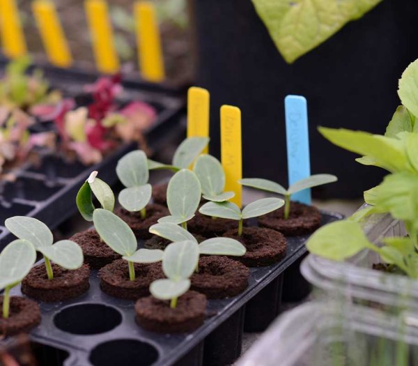 Bunte Pflanzenschilder, 40 Stk