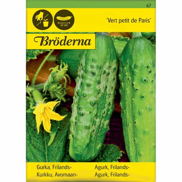 Freilandgurke 'Vert petit de Paris'