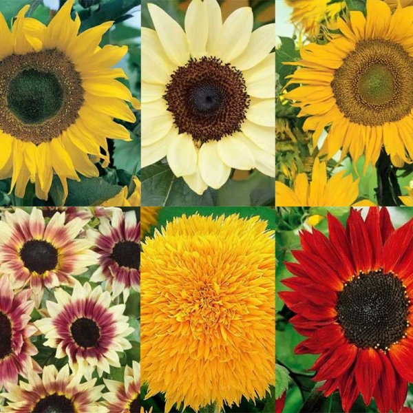 6 Sonnenblumensorten