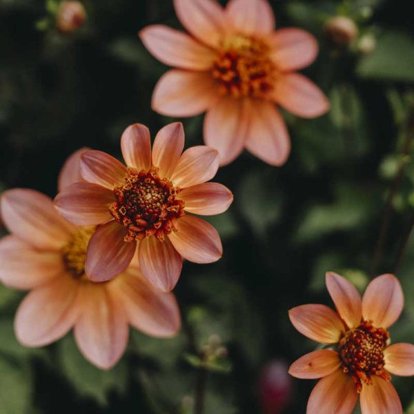 Anemonen-Dahlie 'Totally Tangerine'