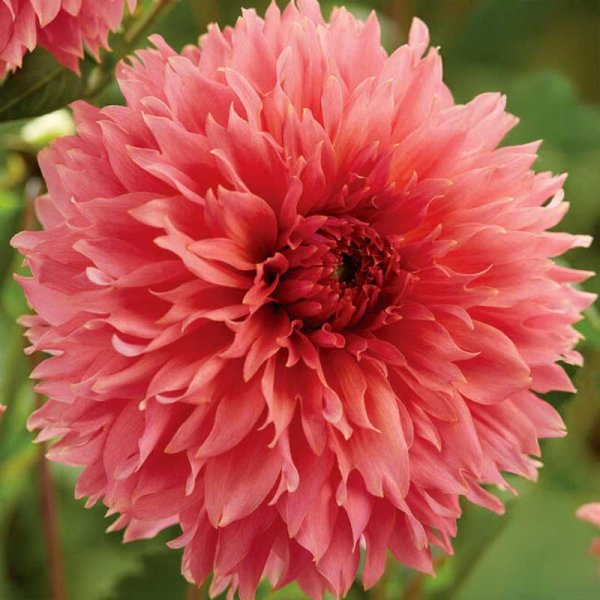 Dekorative Dahlie 'Orange Fubuki'