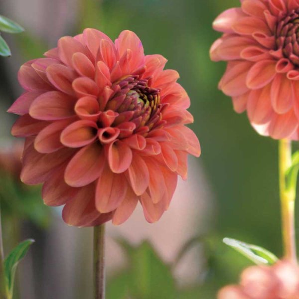 Dekorative Dahlie 'Cornel Brons'