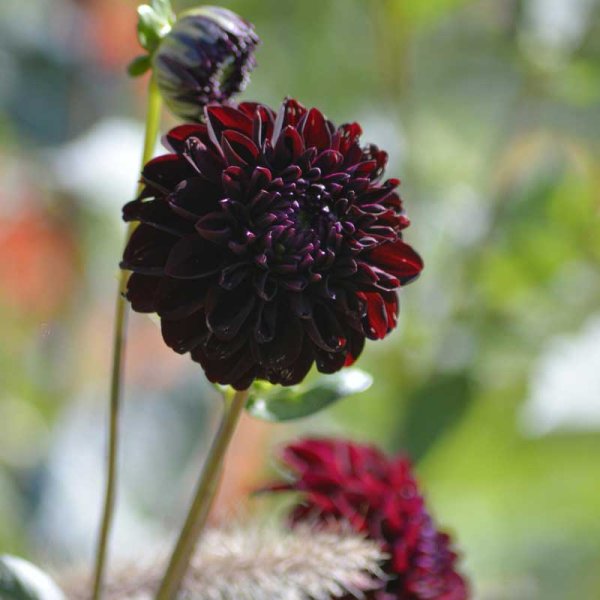 Dekorative Dahlie 'La Recoleta'