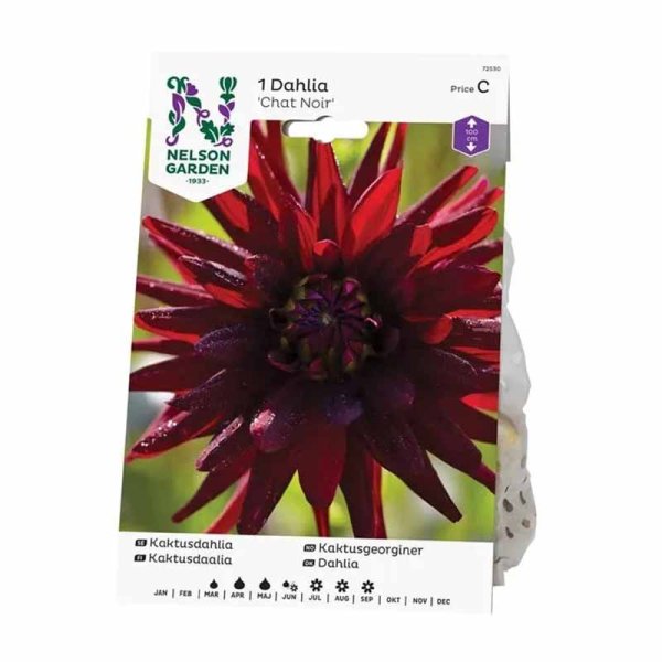 Kaktus-Dahlie 'Chat Noir'